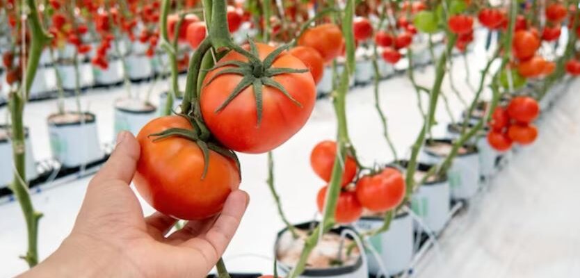 Обламывание помидоров стимулирует рост урожая