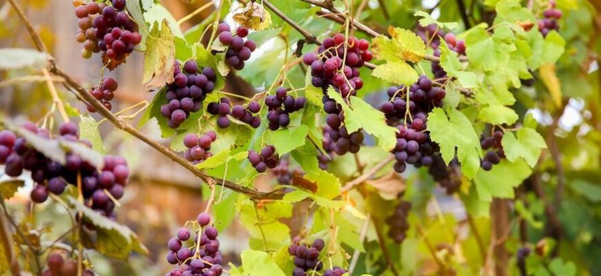 Всё что надо знать о диком винограде