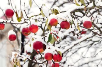 Зимние сорта яблонь
